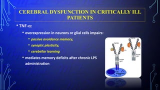 CEREBRAL DYSFUNCTION IN CRITICALLY ILL
PATIENTS
• TNF-α:
• overexpression in neurons or glial cells impairs:
• passive avoidance memory,
• synaptic plasticity,
• cerebellar learning
• mediates memory deficits after chronic LPS
administration
 