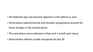 • The Babinski sign may become apparent in the elderly as well.
• Denervation supersensitivity and receptor upregulation account for
these changes in the second phase.
• The next phase occurs between 4 days and 1 month post injury.
• Deep tendon reflexes usually recuperate by day 30.
 