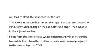 • will tend to affect the peripheries of the face.
• This occurs as sensory fibers enter the trigeminal tract and descend to
various levels depending on their somatotropic origin, then synapse
in the adjacent nucleus.
• Fibers from the anterior face synapse more rostrally in the trigeminal
tract while fibers from the hindface synapse more caudally, adjacent
to the sensory input of C2–3.
 