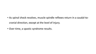 • As spinal shock resolves, muscle spindle reflexes return in a caudal-to-
cranial direction, except at the level of injury.
• Over time, a spastic syndrome results.
 