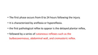 • The first phase occurs from 0 to 24 hours following the injury.
• It is characterized by areflexia or hyporeflexia.
• the first pathological reflex to appear is the delayed plantar reflex,
• followed by a series of cutaneous reflexes such as the
bulbocavernosus, abdominal wall, and cremasteric reflex.
 