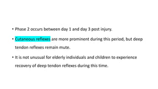 • Phase 2 occurs between day 1 and day 3 post injury.
• Cutaneous reflexes are more prominent during this period, but deep
tendon reflexes remain mute.
• It is not unusual for elderly individuals and children to experience
recovery of deep tendon reflexes during this time.
 