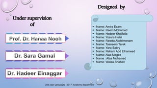 Name: Amira Esam
 Name: Reem Mohamed
 Name: Hadeer Khalfalla
 Name: Yossra Helal
 Name: Rawda Abdelmenam
 Name: Tasneem Tarek
 Name: Yara Sabry
 Name: Reham Abd Elhameed
 Name: Alaa Maged
 Name : Alaa Mohamed
 Name: Walaa Shaban
Designed by
Under supervision
of
2nd year: group(26) -2017- Anatomy department
 