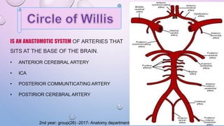 IS AN ANASTOMOTIC SYSTEM OF ARTERIES THAT
SITS AT THE BASE OF THE BRAIN.
• ANTERIOR CEREBRAL ARTERY
• ICA
• POSTERIOR COMMUNTICATING ARTERY
• POSTIRIOR CEREBRAL ARTERY
2nd year: group(26) -2017- Anatomy department
 