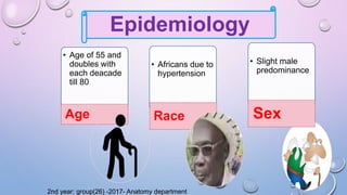 • Age of 55 and
doubles with
each deacade
till 80
Age
• Africans due to
hypertension
Race
• Slight male
predominance
Sex
Epidemiology
2nd year: group(26) -2017- Anatomy department
 