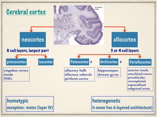 Cerebral localization part (1) | PDF