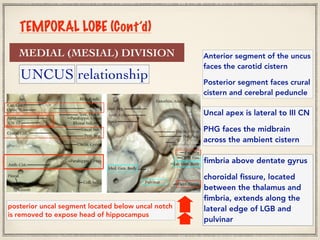 Cerebral localization part (1) | PDF