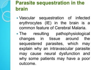 Parasite sequestration in the
brain
 Vascular sequestration of infected
erythrocytes (IE) in the brain is a
common feature of Cerebral Malaria.
 The resulting pathophysiological
changes in tissue around the
sequestered parasites, which may
explain why an intravascular parasite
may cause neural dysfunction and
why some patients may have a poor
outcome.
 