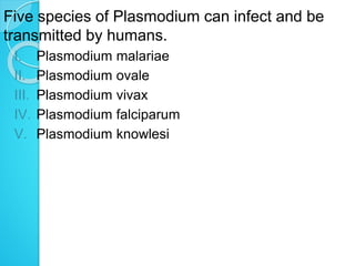 Five species of Plasmodium can infect and be
transmitted by humans.
I. Plasmodium malariae
II. Plasmodium ovale
III. Plasmodium vivax
IV. Plasmodium falciparum
V. Plasmodium knowlesi
 