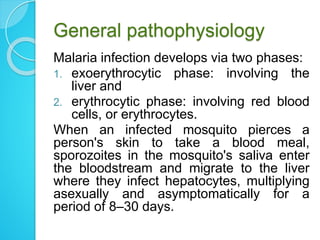 General pathophysiology
Malaria infection develops via two phases:
1. exoerythrocytic phase: involving the
liver and
2. erythrocytic phase: involving red blood
cells, or erythrocytes.
When an infected mosquito pierces a
person's skin to take a blood meal,
sporozoites in the mosquito's saliva enter
the bloodstream and migrate to the liver
where they infect hepatocytes, multiplying
asexually and asymptomatically for a
period of 8–30 days.
 