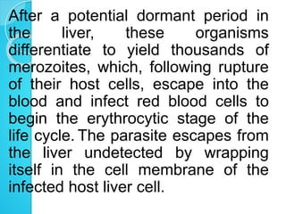 After a potential dormant period in
the liver, these organisms
differentiate to yield thousands of
merozoites, which, following rupture
of their host cells, escape into the
blood and infect red blood cells to
begin the erythrocytic stage of the
life cycle. The parasite escapes from
the liver undetected by wrapping
itself in the cell membrane of the
infected host liver cell.
 