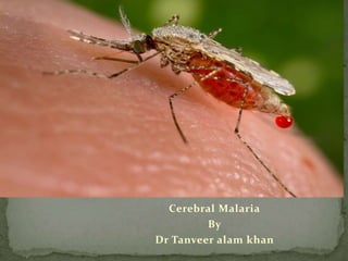Cerebral Malaria
By
Dr Tanveer alam khan
 