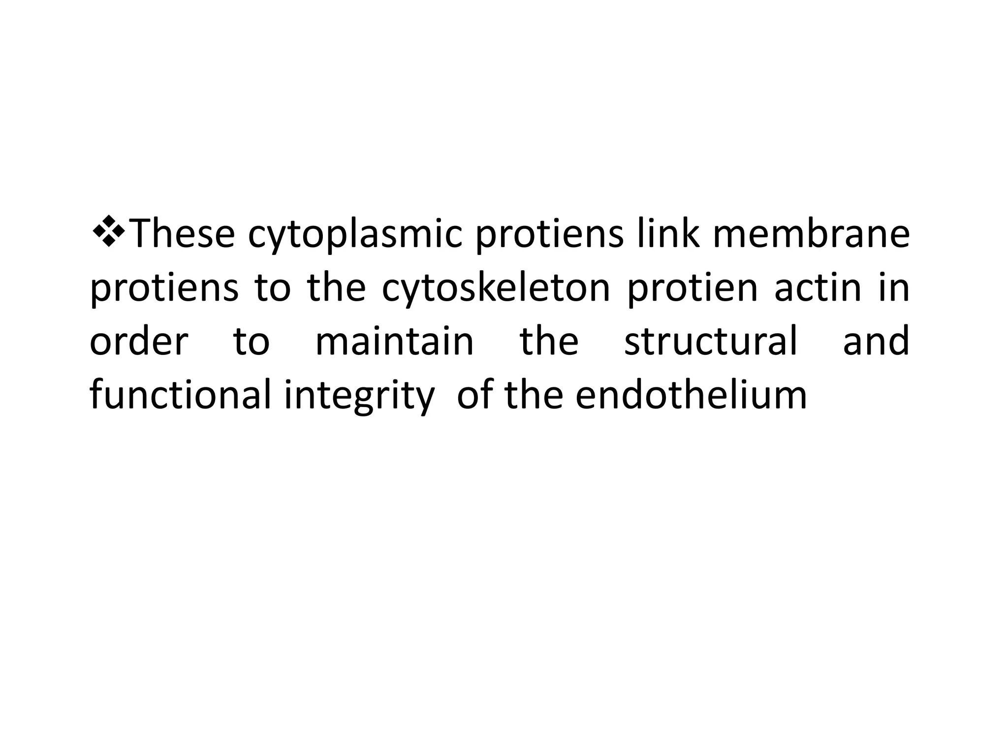 These cytoplasmic protiens link membrane
protiens to the cytoskeleton protien actin in
order to maintain the structural and
functional integrity of the endothelium
 