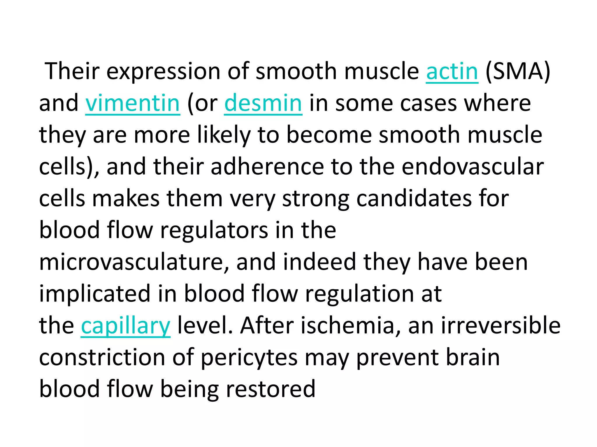 Their expression of smooth muscle actin (SMA)
and vimentin (or desmin in some cases where
they are more likely to become smooth muscle
cells), and their adherence to the endovascular
cells makes them very strong candidates for
blood flow regulators in the
microvasculature, and indeed they have been
implicated in blood flow regulation at
the capillary level. After ischemia, an irreversible
constriction of pericytes may prevent brain
blood flow being restored
 