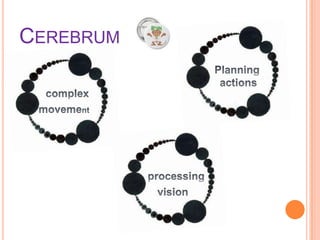 CEREBRUM

 