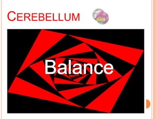 CEREBELLUM
 
