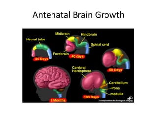 Antenatal Brain Growth 
 