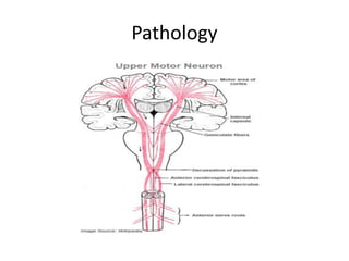 Pathology 
 