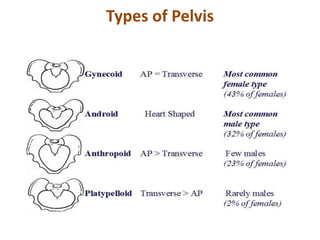 Types of Pelvis
 