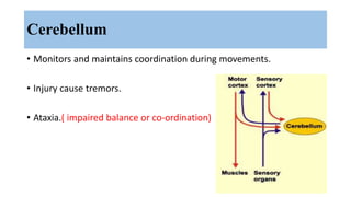 Cerebellum
• Monitors and maintains coordination during movements.
• Injury cause tremors.
• Ataxia.( impaired balance or co-ordination)
 