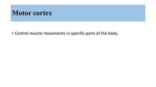 Motor cortex
• Control muscle movements in specific parts of the body.
 