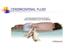 CEREBROSPINAL FLUID
 