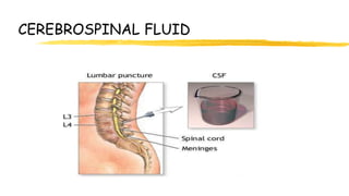 CEREBROSPINAL FLUID
 