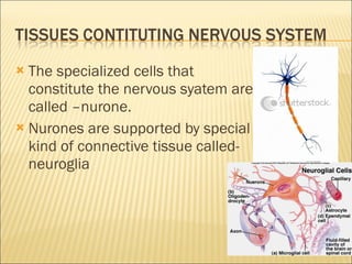 The specialized cells that constitute the nervous syatem are called –nurone. Nurones are supported by special kind of connective tissue called- neuroglia  