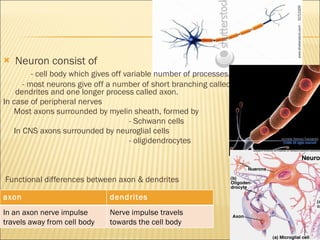 Neuron consist of  - cell body  which gives off variable number of processes. - most neurons give off a number of short branching called dendrites and one longer process called axon.  In case of peripheral nerves Most axons surrounded by myelin sheath, formed by  - Schwann cells In CNS axons surrounded by neuroglial cells  - oligidendrocytes Functional differences between axon & dendrites  axon dendrites In an axon nerve impulse travels away from cell body Nerve impulse travels towards the cell body 