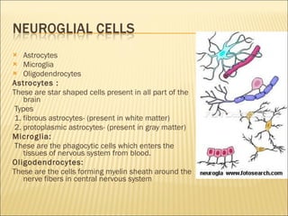 Astrocytes  Microglia Oligodendrocytes Astrocytes :  These are star shaped cells present in all part of the brain Types 1. fibrous astrocytes- (present in white matter) 2. protoplasmic astrocytes- (present in gray matter) Microglia:  These are the phagocytic cells which enters the tissues of nervous system from blood. Oligodendrocytes: These are the cells forming myelin sheath around the nerve fibers in central nervous system  