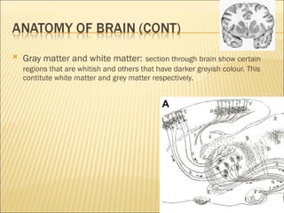 Gray matter and white matter:   section through brain show certain regions that are whitish and others that have darker greyish colour. This contitute white matter and grey matter respectively. 