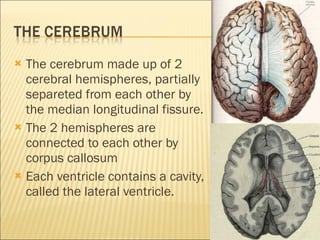 The cerebrum made up of 2 cerebral hemispheres, partially separeted from each other by the median longitudinal fissure.  The 2 hemispheres are connected to each other by corpus callosum Each ventricle contains a cavity, called the lateral ventricle.  