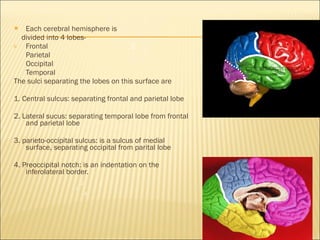Each cerebral hemisphere is  divided into 4 lobes- Frontal  3  Parietal Occipital Temporal The sulci separating the lobes on this surface are  1. Central sulcus: separating frontal and parietal lobe 2. Lateral sucus: separating temporal lobe from frontal and parietal lobe 3. parieto-occipital sulcus: is a sulcus of medial surface, separating occipital from parital lobe 4. Preoccipital notch: is an indentation on the inferolateral border.  2  1 3 4 