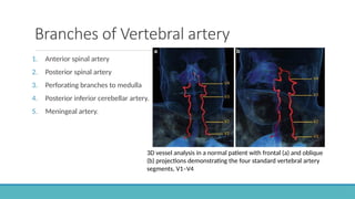 Cerebral Vascular Anatomy and CSF Pathway.pptx