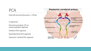Pca Segment Cerebral Vascular Anatomy and CSF Pathway.pptx