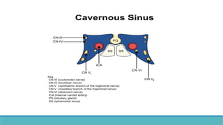 Cerebral Vascular Anatomy and CSF Pathway.pptx