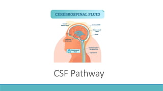 Cerebral Vascular Anatomy and CSF Pathway.pptx