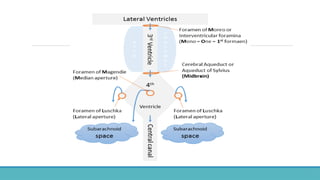 Cerebral Vascular Anatomy and CSF Pathway.pptx