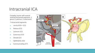 Cerebral Vascular Anatomy and CSF Pathway.pptx