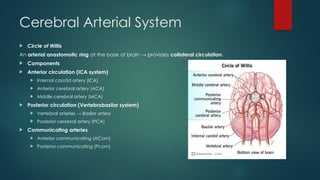 Cerebral vascular supply and clinical importance.pptx