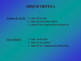 ARQUICORTEZA


Cuerno de Amón: 1- capa molecular
                2- capa de pirámides dobles
                3- capa de los corpúsculos polimorfos




Giro dentado:    1- capa molecular
                 2- capa de los granos
                 3- capa de los corpúsculos polimorfos
 