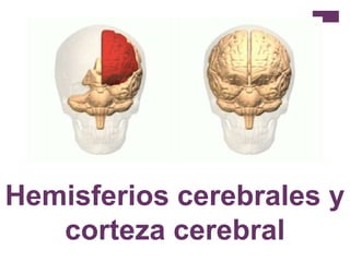 Hemisferios cerebrales y
   corteza cerebral
 