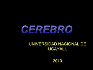 UNIVERSIDAD NACIONAL DE
UCAYALI.
2013
 