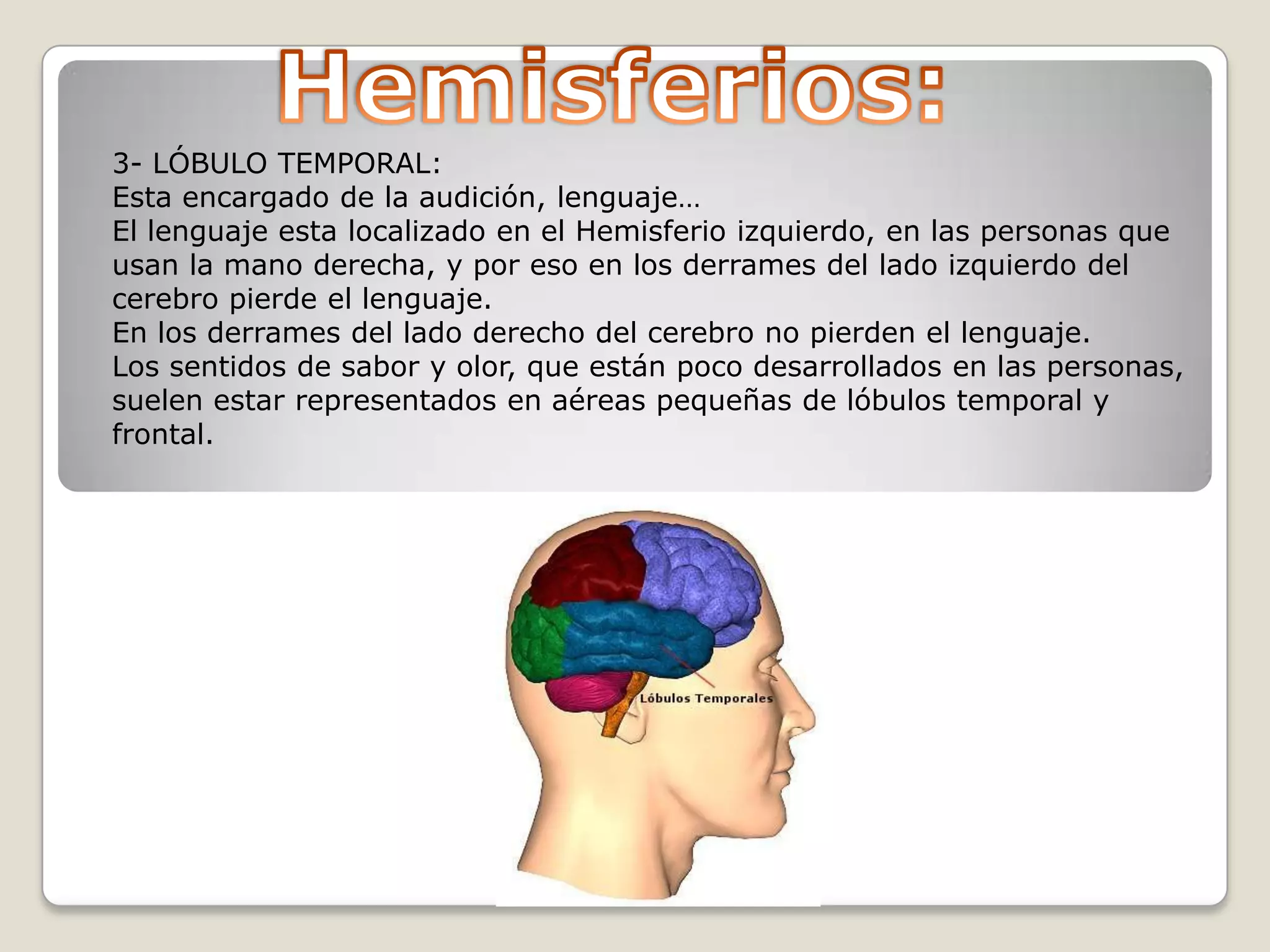 3- LÓBULO TEMPORAL:
Esta encargado de la audición, lenguaje…
El lenguaje esta localizado en el Hemisferio izquierdo, en las personas que
usan la mano derecha, y por eso en los derrames del lado izquierdo del
cerebro pierde el lenguaje.
En los derrames del lado derecho del cerebro no pierden el lenguaje.
Los sentidos de sabor y olor, que están poco desarrollados en las personas,
suelen estar representados en aéreas pequeñas de lóbulos temporal y
frontal.

 