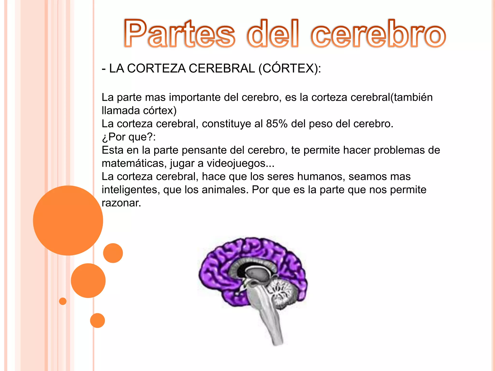 - LA CORTEZA CEREBRAL (CÓRTEX):
La parte mas importante del cerebro, es la corteza cerebral(también
llamada córtex)
La corteza cerebral, constituye al 85% del peso del cerebro.
¿Por que?:
Esta en la parte pensante del cerebro, te permite hacer problemas de
matemáticas, jugar a videojuegos...
La corteza cerebral, hace que los seres humanos, seamos mas
inteligentes, que los animales. Por que es la parte que nos permite
razonar.

 
