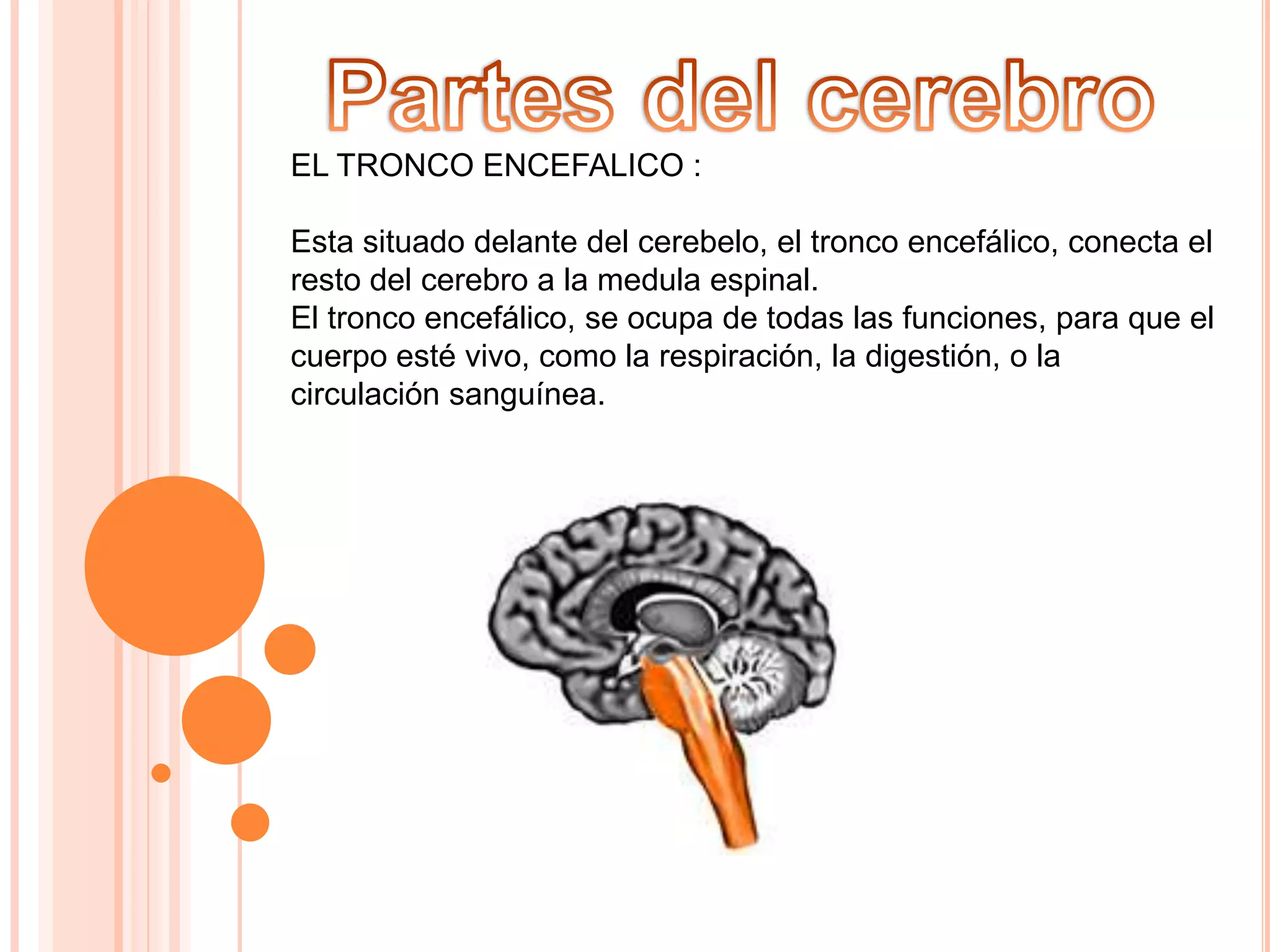 EL TRONCO ENCEFALICO :
Esta situado delante del cerebelo, el tronco encefálico, conecta el
resto del cerebro a la medula espinal.
El tronco encefálico, se ocupa de todas las funciones, para que el
cuerpo esté vivo, como la respiración, la digestión, o la
circulación sanguínea.

 