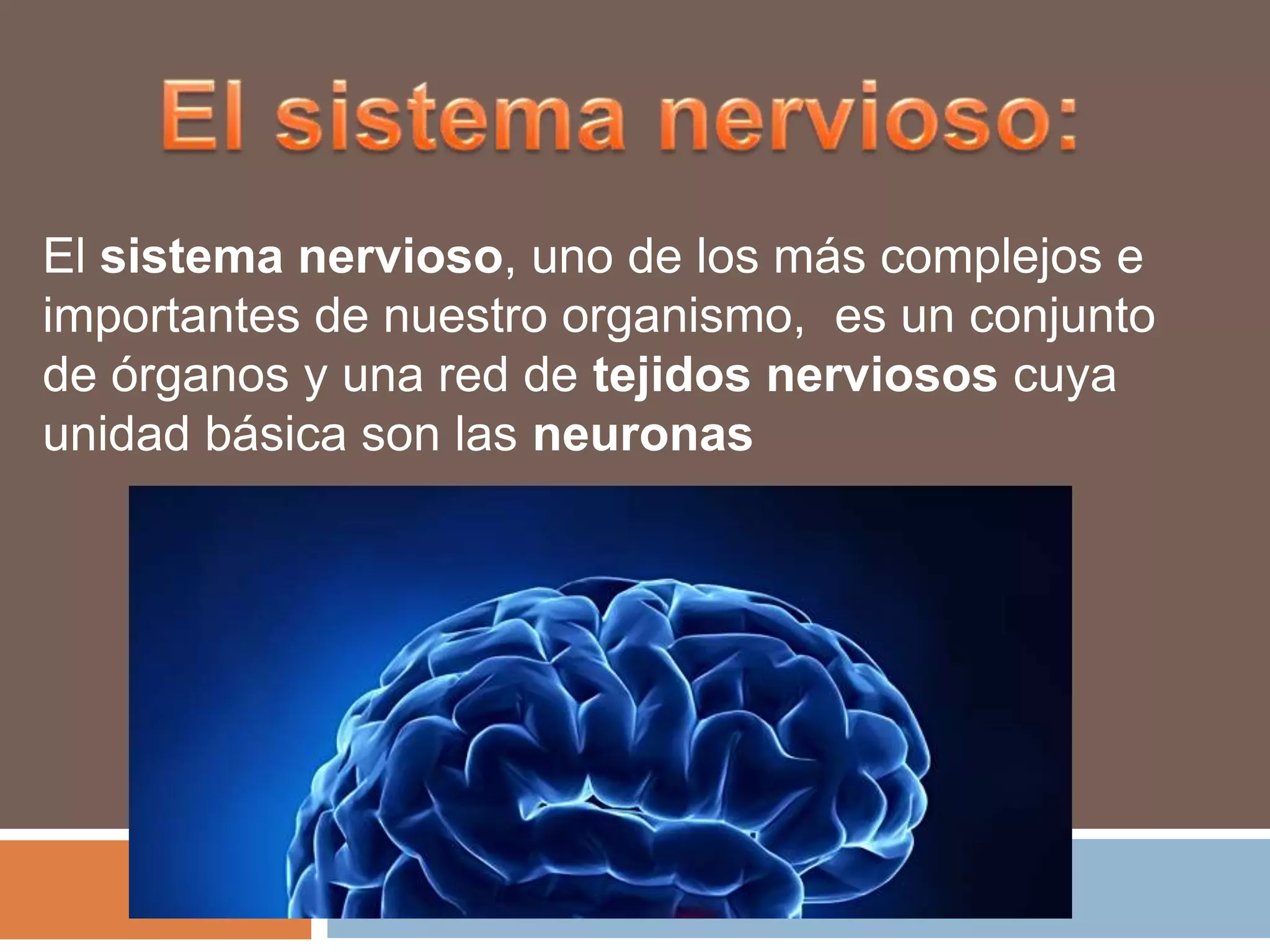 El sistema nervioso, uno de los más complejos e
importantes de nuestro organismo, es un conjunto
de órganos y una red de tejidos nerviosos cuya
unidad básica son las neuronas

 