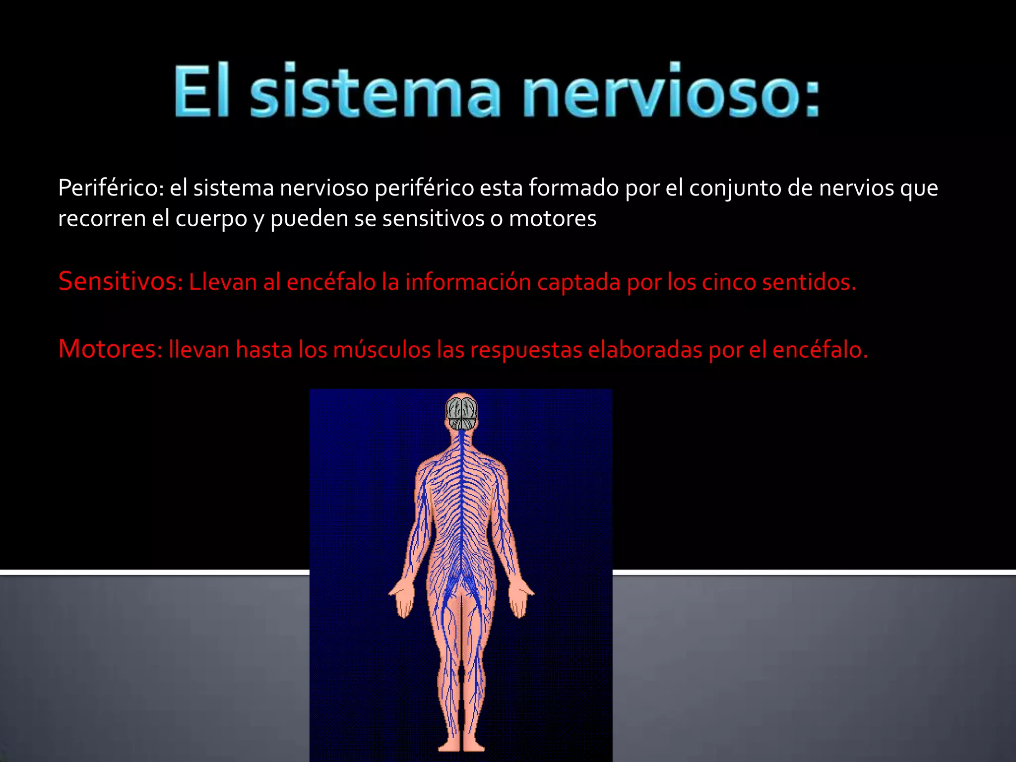 Periférico: el sistema nervioso periférico esta formado por el conjunto de nervios que
recorren el cuerpo y pueden se sensitivos o motores

Sensitivos: Llevan al encéfalo la información captada por los cinco sentidos.
Motores: llevan hasta los músculos las respuestas elaboradas por el encéfalo.

 
