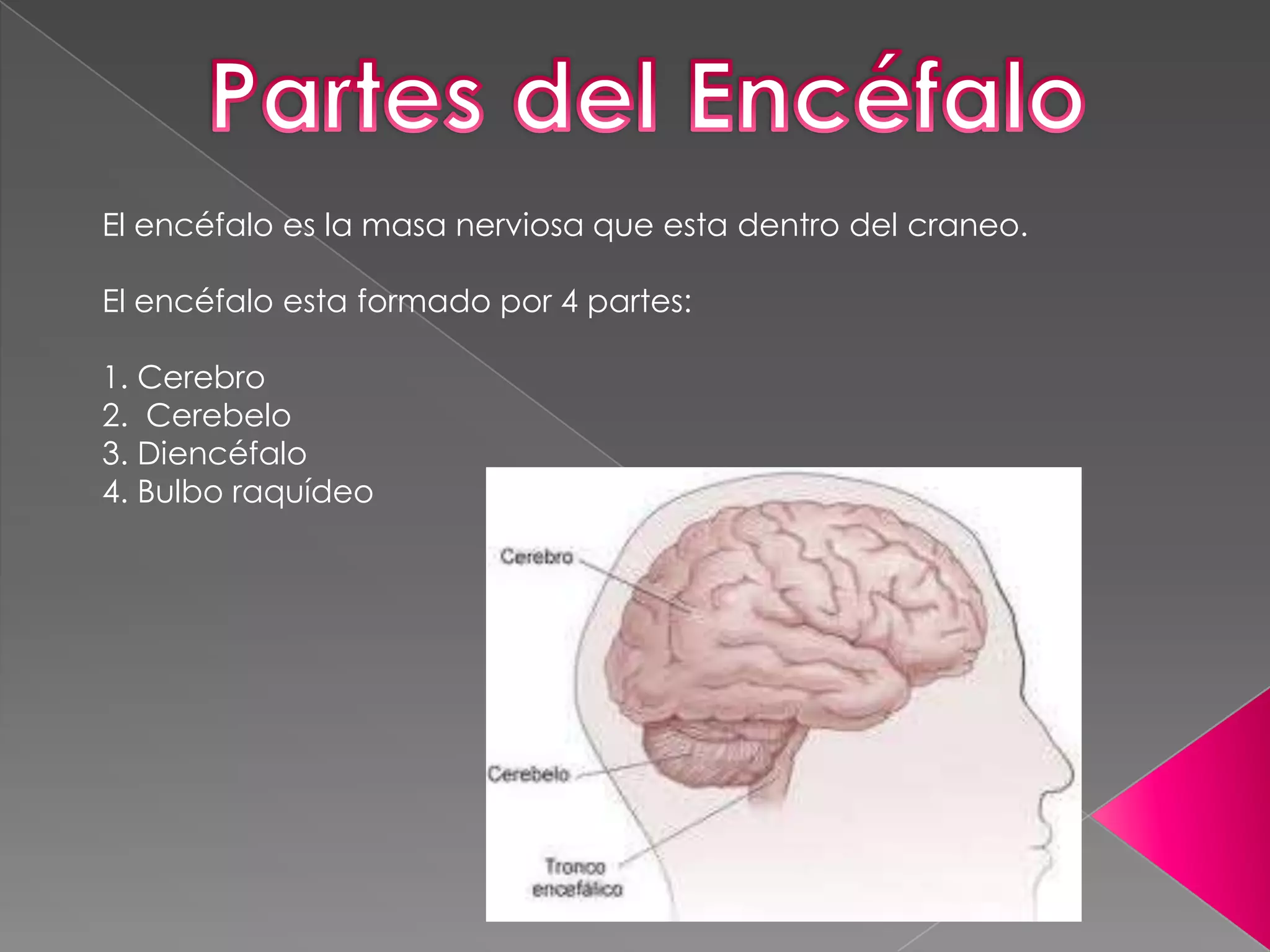 El encéfalo es la masa nerviosa que esta dentro del craneo.
El encéfalo esta formado por 4 partes:
1. Cerebro
2. Cerebelo
3. Diencéfalo
4. Bulbo raquídeo

 