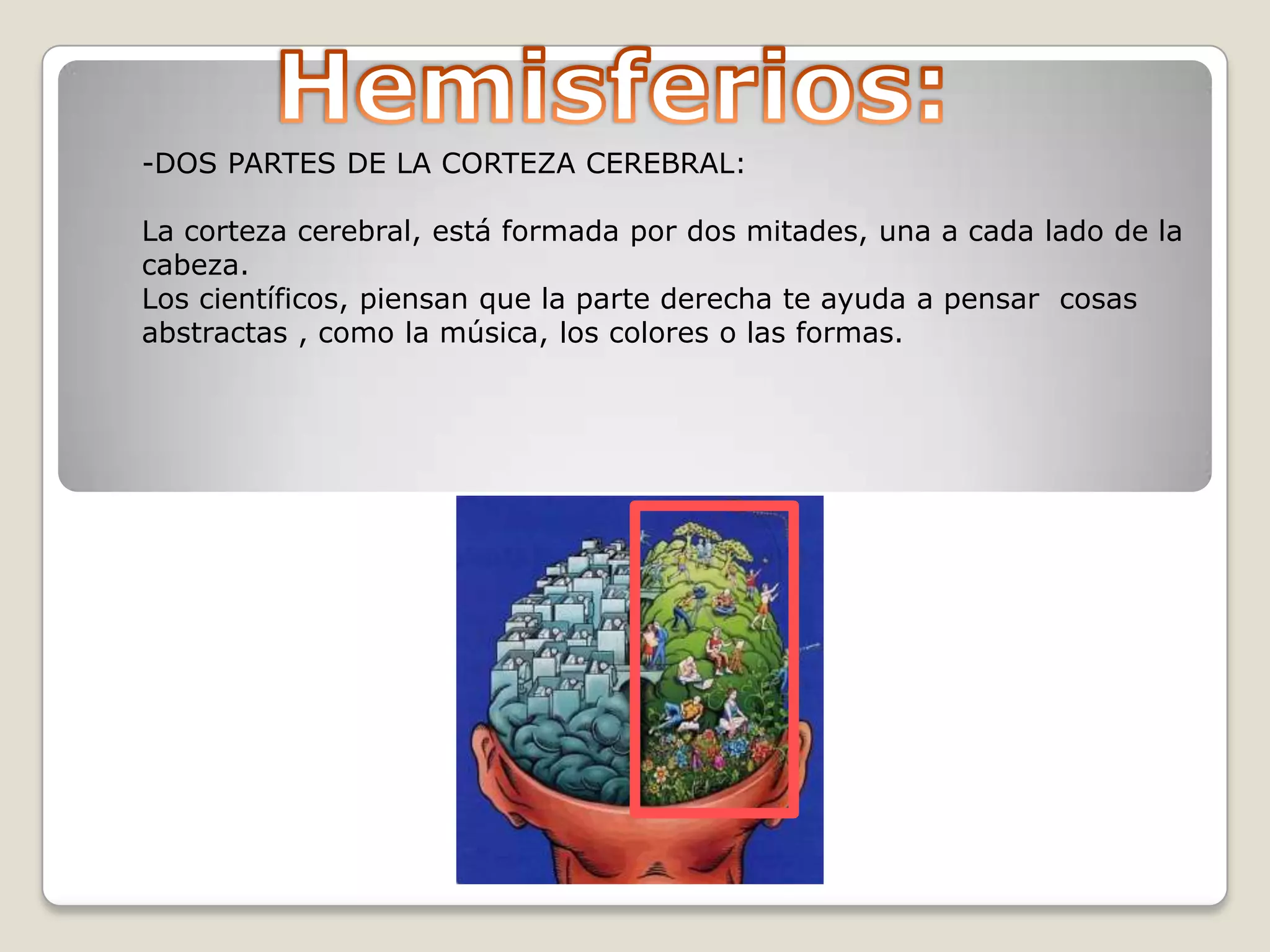 -DOS PARTES DE LA CORTEZA CEREBRAL:
La corteza cerebral, está formada por dos mitades, una a cada lado de la
cabeza.
Los científicos, piensan que la parte derecha te ayuda a pensar cosas
abstractas , como la música, los colores o las formas.

 
